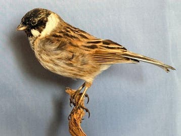 Migliarino di palude Taxidermie volledige montage - Emberiza, Nieuw