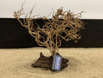 Osaka Bonsai Tree nr 23 - 35x16x37cm - aquascaping boom, Ophalen of Verzenden, Nieuw, Plant(en), Steen of Hout