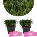 Ophiopogon japonicus Minor, Japans slangengras, Tuin en Terras, Planten | Tuinplanten, Verzenden