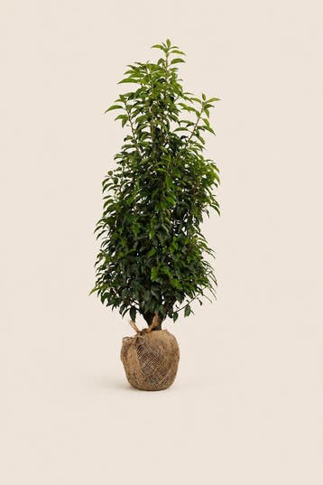 Portugese Laurier palletdeal | 30, 50 of 80 planten, Verzenden, Laurier, Haag, Minder dan 100 cm