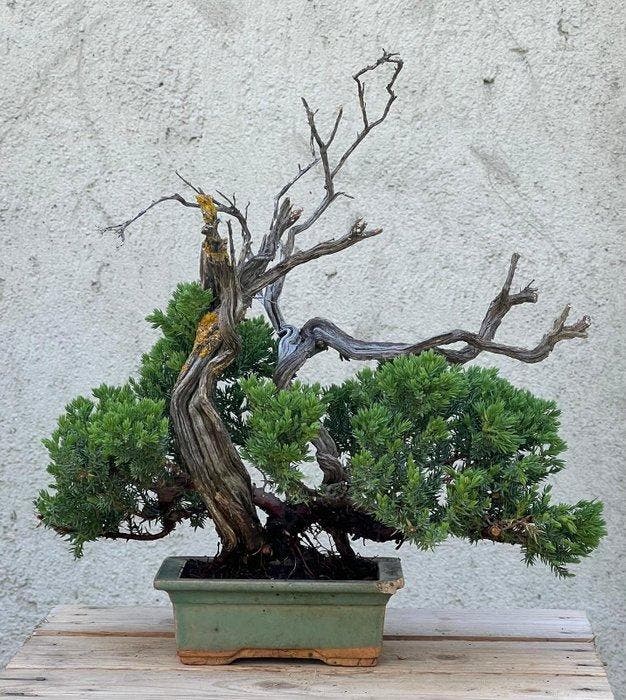 Jeneverbes bonsai (Juniperus) - Hoogte (boom): 32 cm -, Antiek en Kunst, Curiosa en Brocante