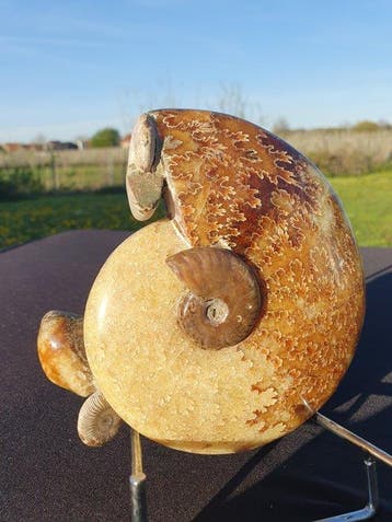 Gefossiliseerd dier - Big Ammonite Fossil Aioloceras,