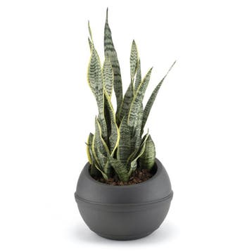 Bama Sfera Bloempot 23L 40.5x32 cm Antraciet (Overige), Verzenden, Nieuw