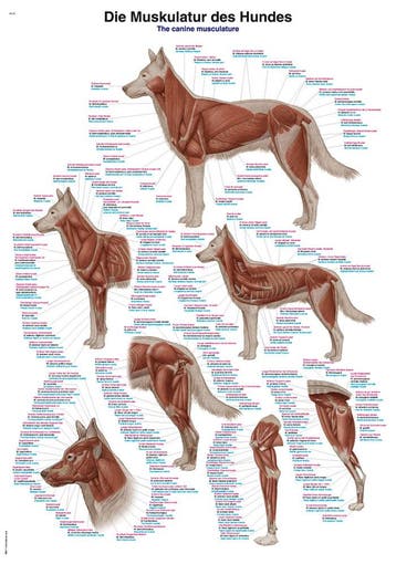 Anatomie poster spieren hond (papier, 50x70 cm) + ophang..., Nieuw