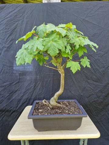 Esdoorn - Hoogte (boom): 45 cm - Diepte (boom): 45 cm -