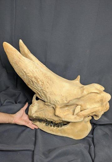 Fossiele schedel - Arsinoitherium - Museum-Grade Replica -