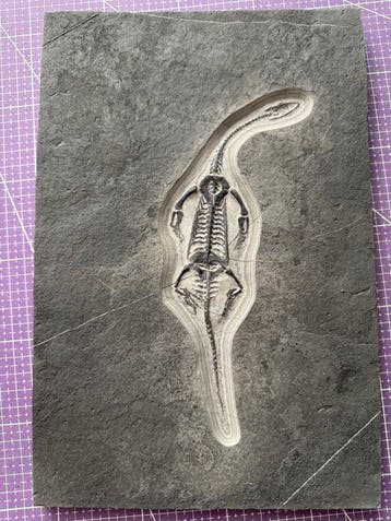 Fossiel reptiel: Keichousaurus – zeldzaam getuigenis uit het