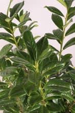 Laurier Novita/Prunus laurocerasus Novita 60t/m225cm, Tuin en Terras, Ophalen of Verzenden, Overige soorten, Haag, 100 tot 250 cm