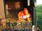 kip hoed oranjeartikel oranjekiphoed, Verzenden, Nieuw, Hoed of Pruik