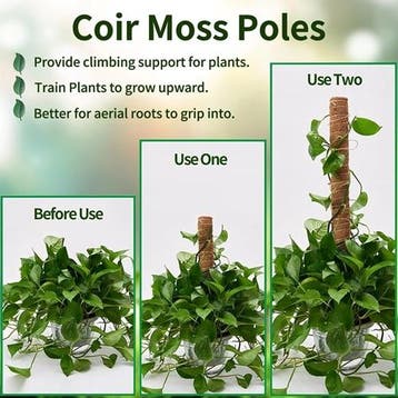 Mosstok Kokosstok planten totem 50 cm per stuk, Ophalen of Verzenden, Nieuw