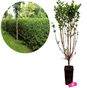Ligusterhaag Ligustrum ovalifolium + Pot 19cm, Tuin en Terras, Planten | Struiken en Hagen, Verzenden