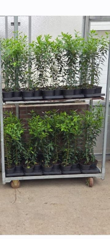 Portugese laurier 50% korting alle maten in pot., Tuin en Terras, Planten | Tuinplanten, Verzenden, Bloeit niet, Vaste plant, Halfschaduw