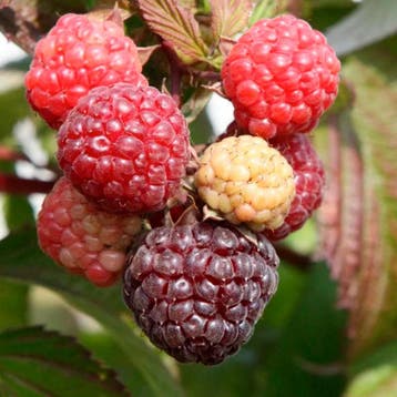 Framboos Autumn Passion container (P11) Paars, Tuin en Terras, Verzenden