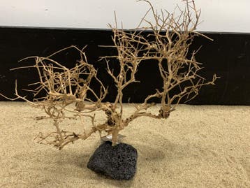 Osaka Bonsai Tree nr 22 - 44x15x37cm - aquascaping boom, Ophalen of Verzenden, Nieuw, Plant(en), Steen of Hout