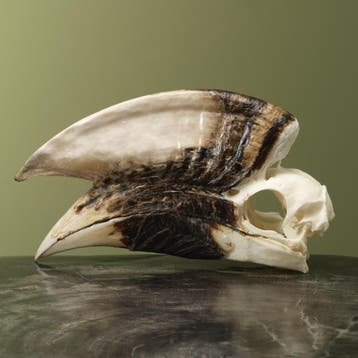 Witpootneushoornvogel M Schedel, Verzamelen, Dierenverzamelingen, Ophalen of Verzenden, Nieuw, Vogel, Opgezet dier