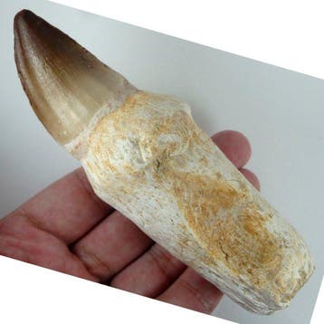Mosasaurus - Fossiele tand - 14 cm - 4.5 cm (Zonder, Verzamelen