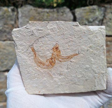 2 fossiele beenvissen - Gefossiliseerd dier (Zonder