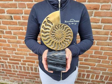 sculptuur, Bronze Ammonite Cast on Marble - 29 cm - Brons,