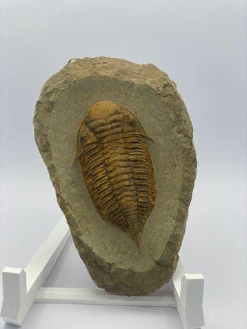 Trilobiet - Fossiel fragment - Mucronaspis zagoraensis - 14