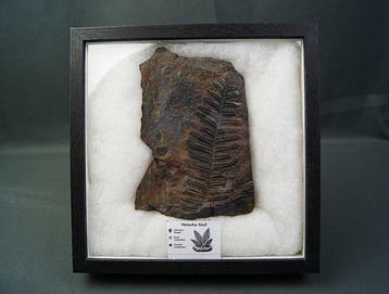 Varen - Gefossiliseerde plant - Pteridophyta - 21 cm