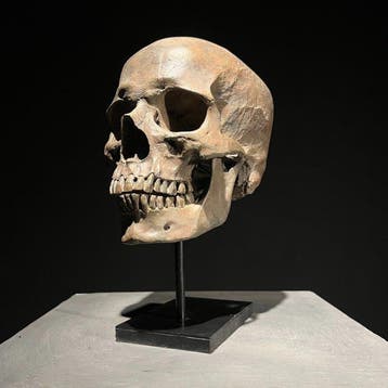 Beeld, NO RESERVE PRICE - Human Skull Replica on custom