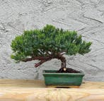 Jeneverbes bonsai (Juniperus) - Hoogte (boom): 17 cm -