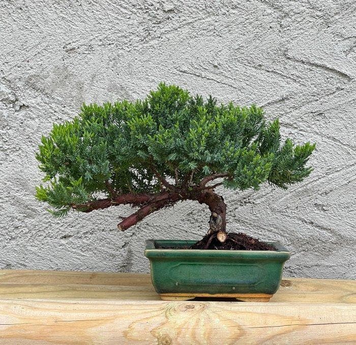 Jeneverbes bonsai (Juniperus) - Hoogte (boom): 17 cm -, Antiek en Kunst, Curiosa en Brocante