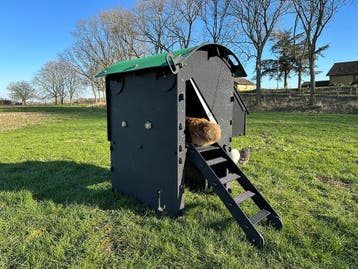 Kunststof Kippenhok - Nestera Medium Verhoogd - Afhalen met, Dieren en Toebehoren, Pluimvee | Toebehoren, Ophalen of Verzenden