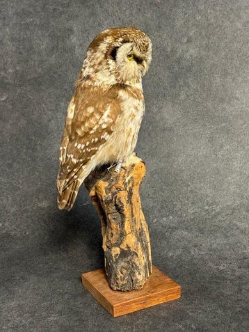 boreale uil Taxidermie volledige montage - Aegolius funereus, Nieuw