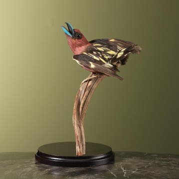 Javaanse Hapvogel Antiek Taxidermie Opgezette Dieren By Max, Verzamelen, Ophalen of Verzenden, Nieuw, Vogel, Opgezet dier