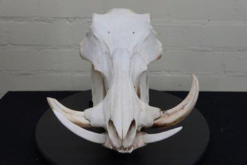 African Warthog Schedel - Phacochoerus africanus - 0 cm - 26, Verzamelen, Dierenverzamelingen, Nieuw