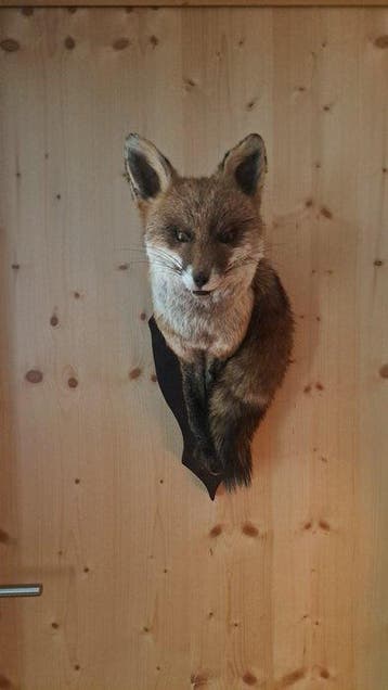 Rode vos Taxidermie volledige montage - Fox shoulder mount, Nieuw