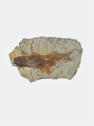 Vis - Gefossiliseerd dier - Fossil Fish from China
