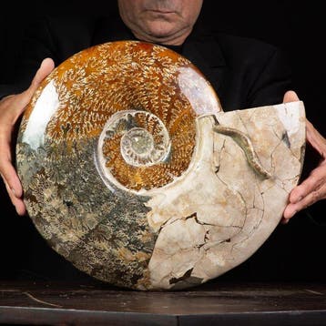 Exclusief zeldzaam Pools rood Cleoniceras - Gefossiliseerde
