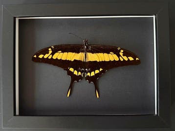 Vlinder Taxidermie volledige montage - Papilio Thoas - La