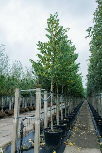 Cercis siliquastrum hoogstam 12/14