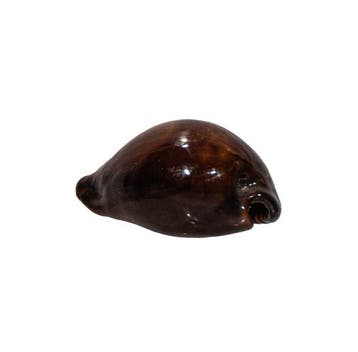 Zeldzaamheid: Neobernaya spadicea 40mm | Toptoestand, Nieuw
