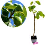 Vijgenboom Ficus carica Petrelli + Pot 17cm, Tuin en Terras, Planten | Fruitbomen, Verzenden, Volle zon
