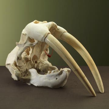 Walrus Schedel Taxidermie Opgezette Dieren By Max, Verzamelen, Dierenverzamelingen, Ophalen of Verzenden, Nieuw, Wild dier, Opgezet dier