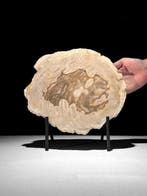 Prachtige snede van versteend hout op een op maat gemaakte