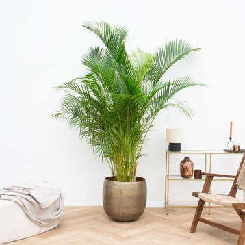 Green Bubble - Dypsis Lutescens (Areca palm) -225cm - Ø35 cm, Ophalen of Verzenden