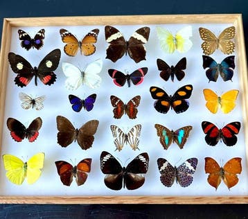 Zeldzame historische entomologische collectie van 25, Nieuw