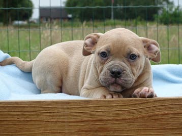 Old English Bulldog pups!  | Hartelijk Welkom.!, Parvo, Nederland, 8 tot 15 weken, Bulldog