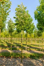 Tilia tomentosa hoogstam, Tuin en Terras