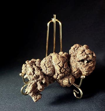 239 g fossiel coproliet van dinosaurus of gewerveld dier uit