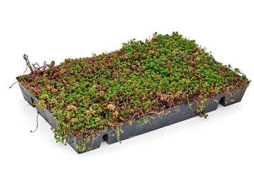 Kant-en-klare Sedum dak cassette, 40x60cm, lichtgewicht, Tuin en Terras, Bodembedekkers, Volle zon, Vaste plant, Ophalen of Verzenden