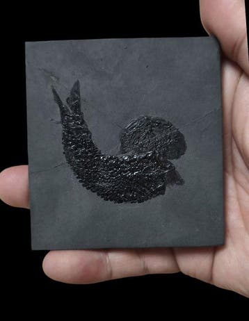 mini - Gefossiliseerd dier - Asialepidotus shingyiensis - 7