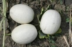 Ball Round White Gourd kalebas 50 zaden, Ophalen of Verzenden, Nieuw