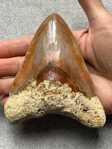 Megalodon tand 12,2 cm - Fossiele tand - Carcharocles
