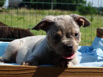 Old English Bulldog pups! t Gezonde type. Mogen mee!, Parvo, Nederland, 8 tot 15 weken, Bulldog